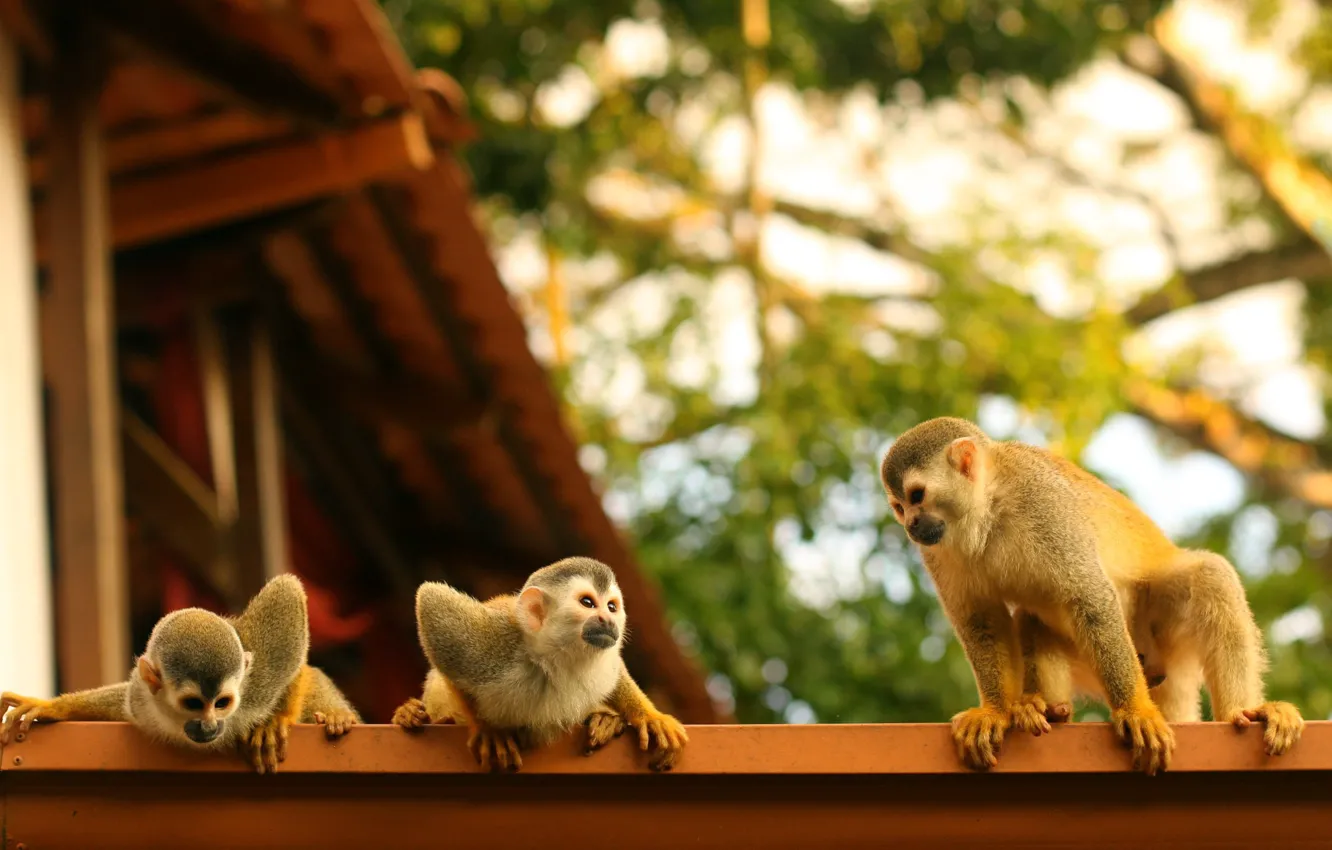 Фото обои крыша, семья, обезьяны