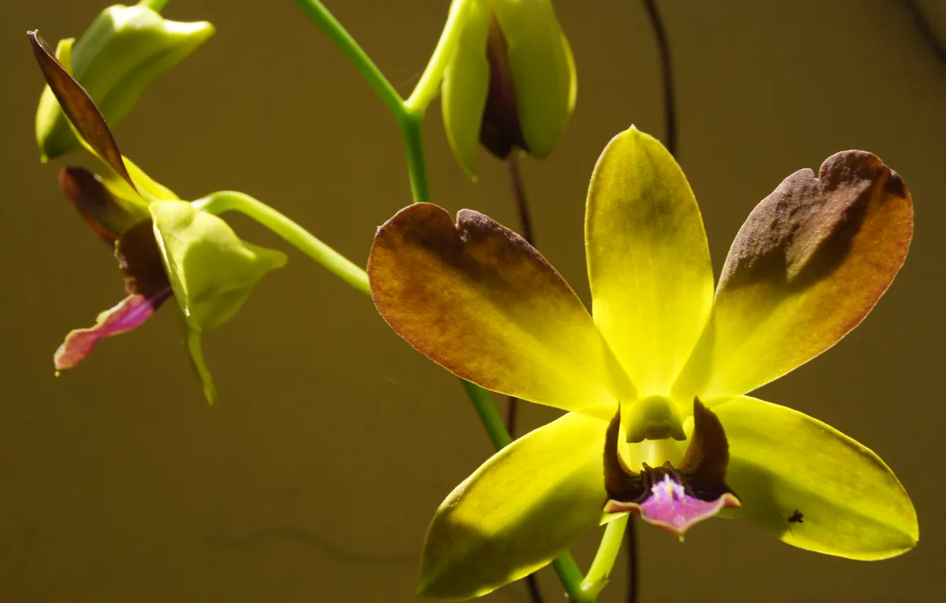 Фото обои flowers, macro, orchid
