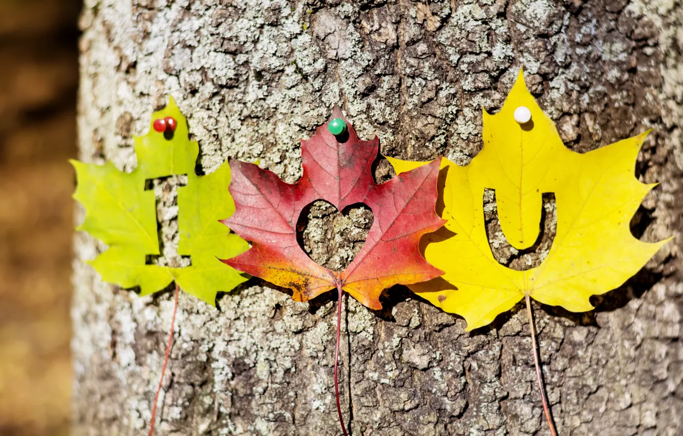 Фото обои осень, листья, любовь, дерево, сердце, colorful, love, i love you