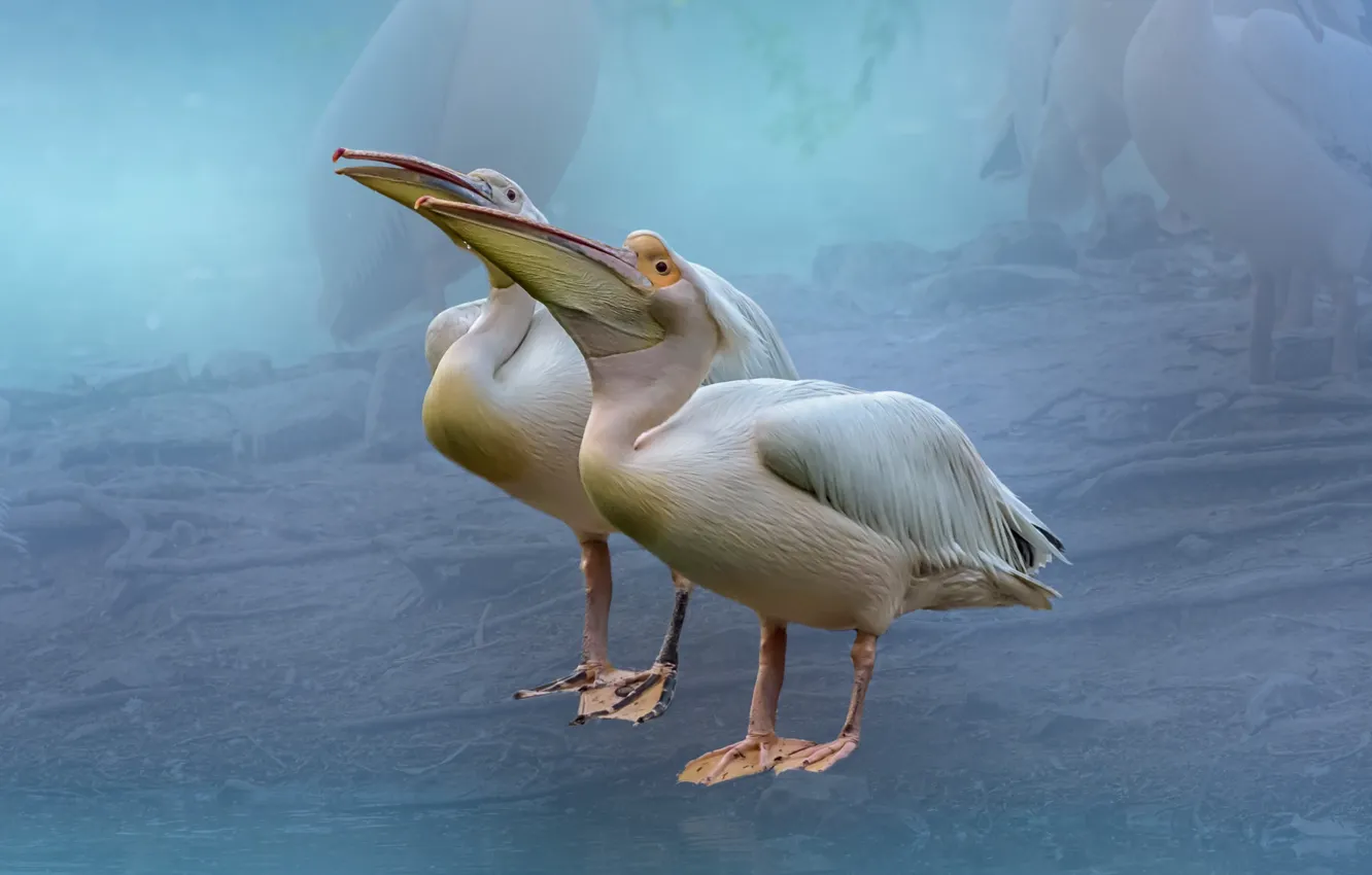Фото обои птицы, фон, пеликаны