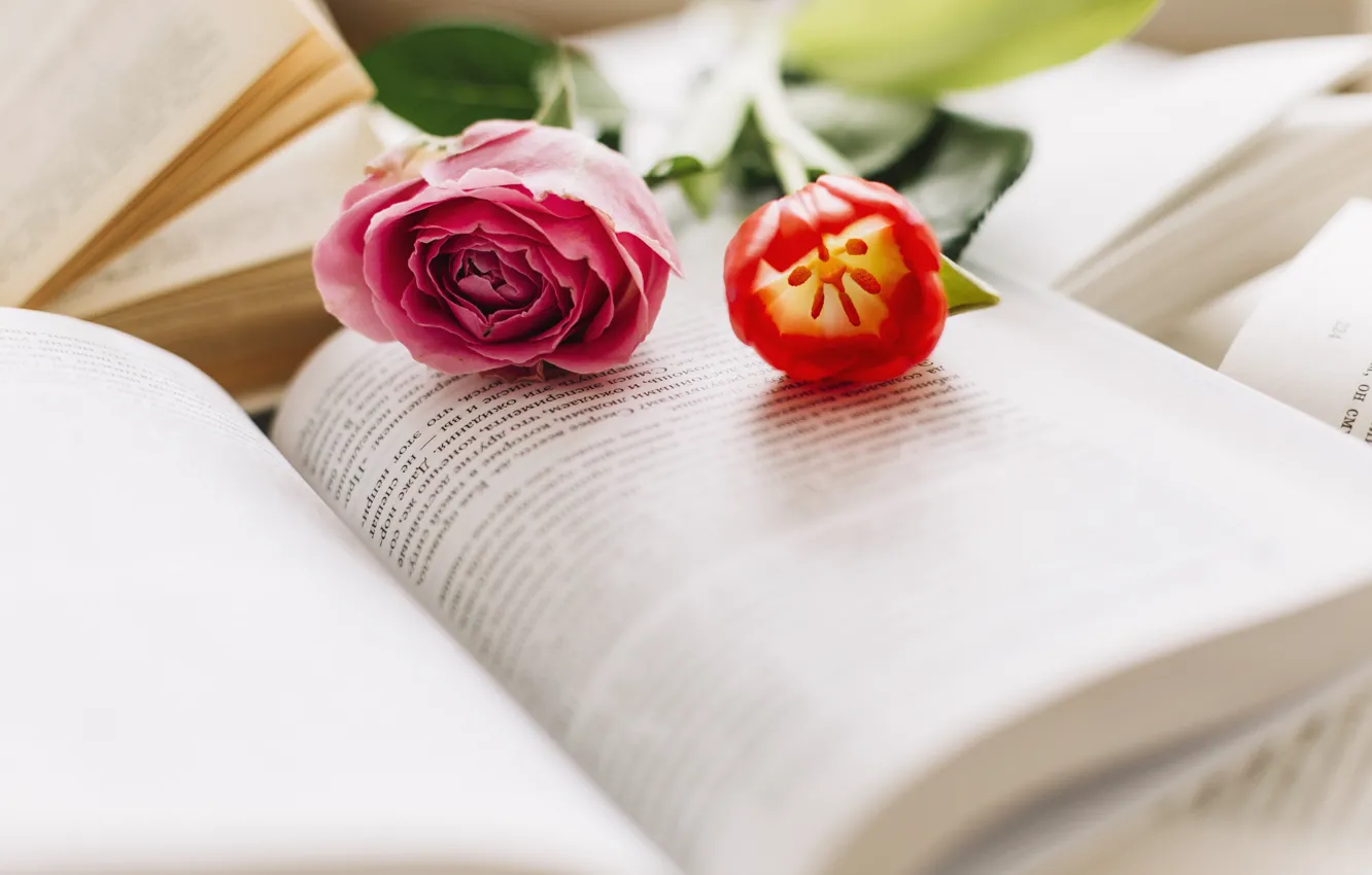 Фото обои цветок, розовый, роза, книги, тюльпан, бутон, rose, flower