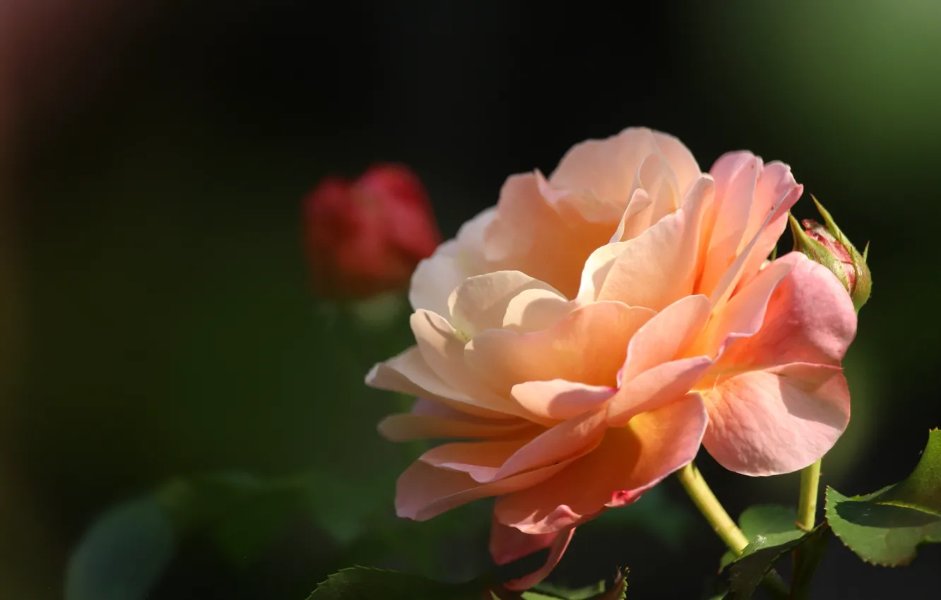 Фото обои листья, темный фон, роза, оранжевая, бутон