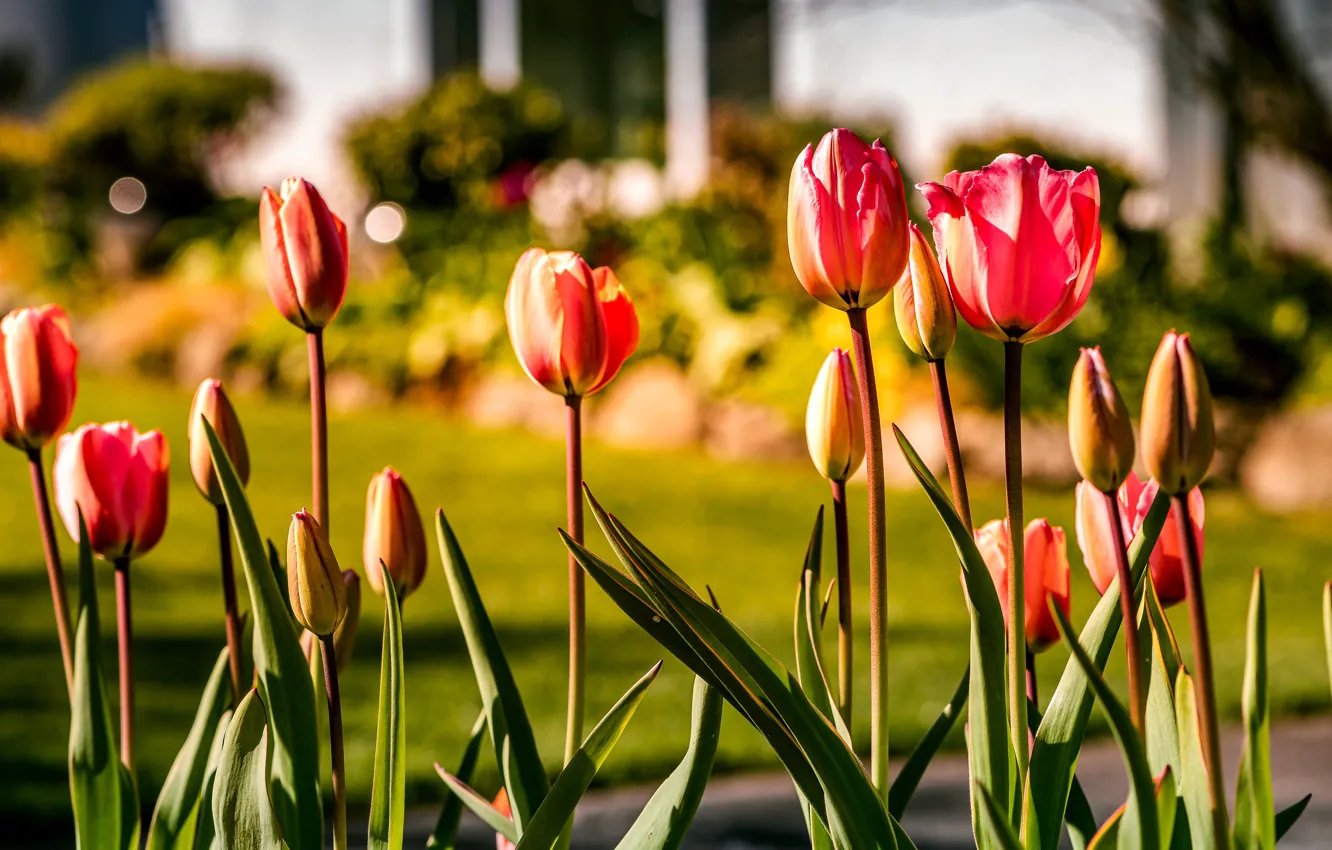 Фото обои свет, цветы, весна, сад, тюльпаны, красные, боке