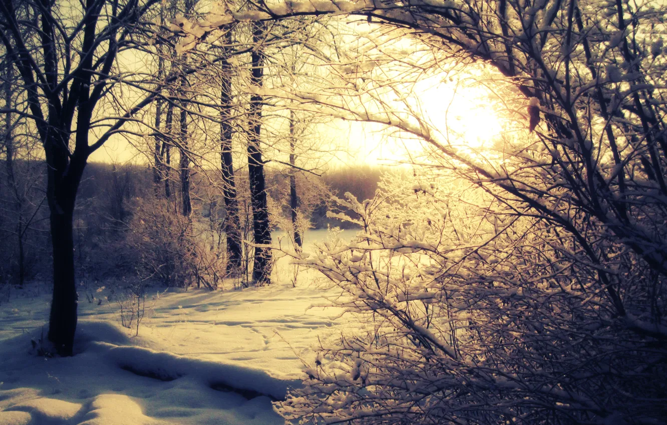 Фото обои зима, лес, солнце