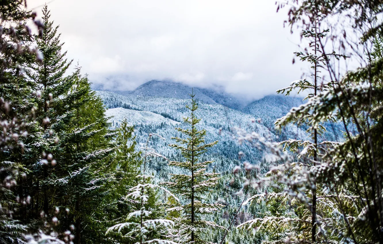 Фото обои холод, зима, лес, снег, деревья, горы, туман