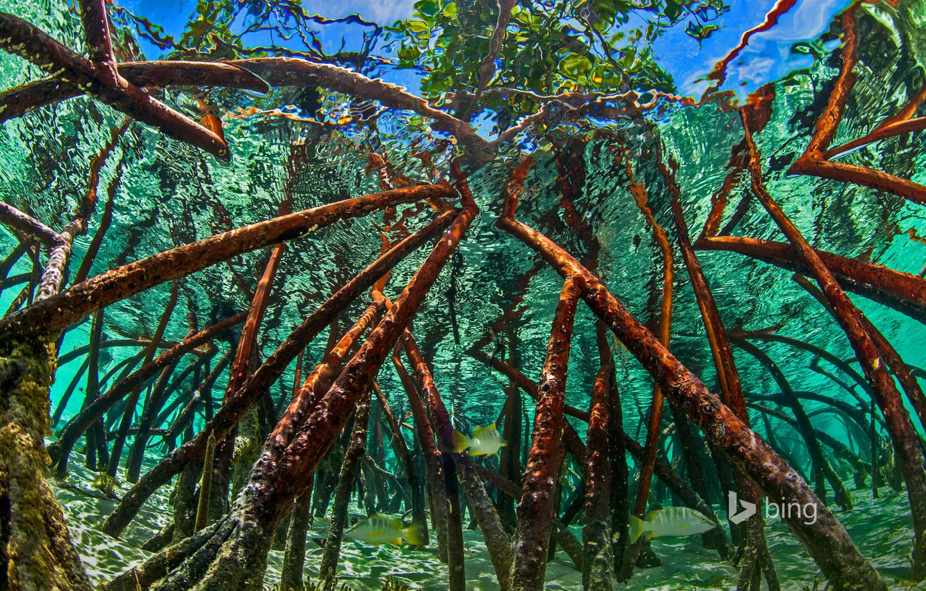 Фото обои вода, деревья, Багамы, Staniel Cay, 6мангровые заросли, Экзумас