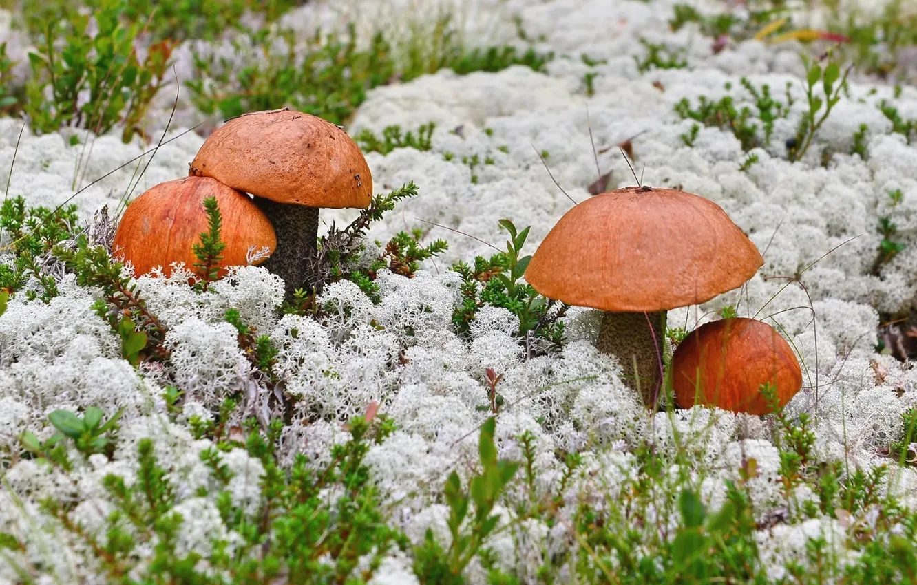 Фото обои грибы, мох, подосиновики