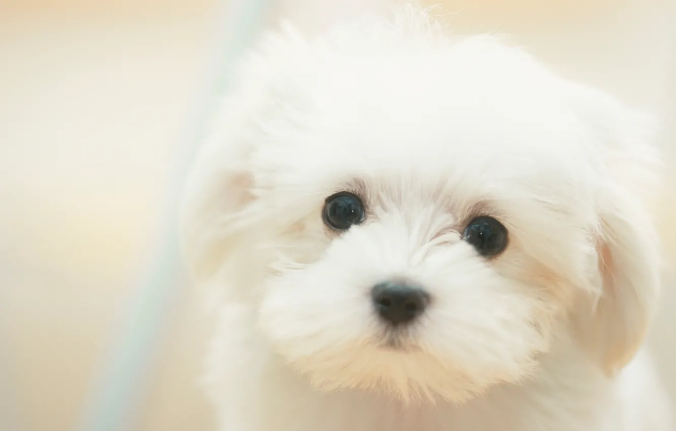 Фото обои Собака, щенок, white, белые, sad, puppy, dog, cute