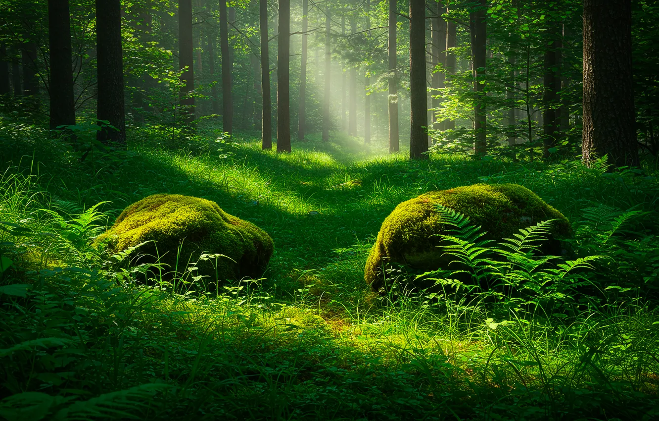 Фото обои лес, трава, камни, обои, мох, wallpaper, grass, forest