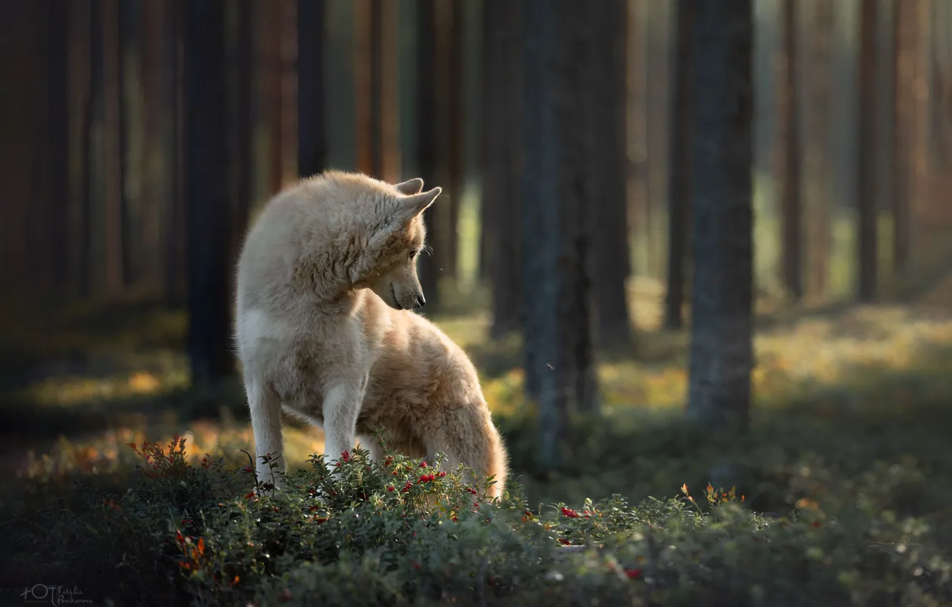 Фото обои лес, собака, Наталия Поникарова