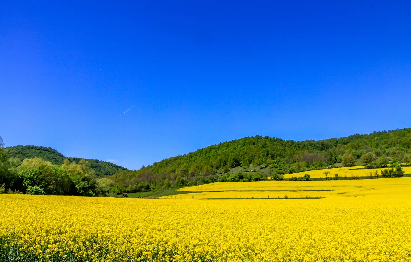 Фото обои forest, field, landscape, nature