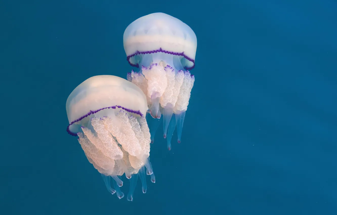 Фото обои вода, природа, медузы, пара