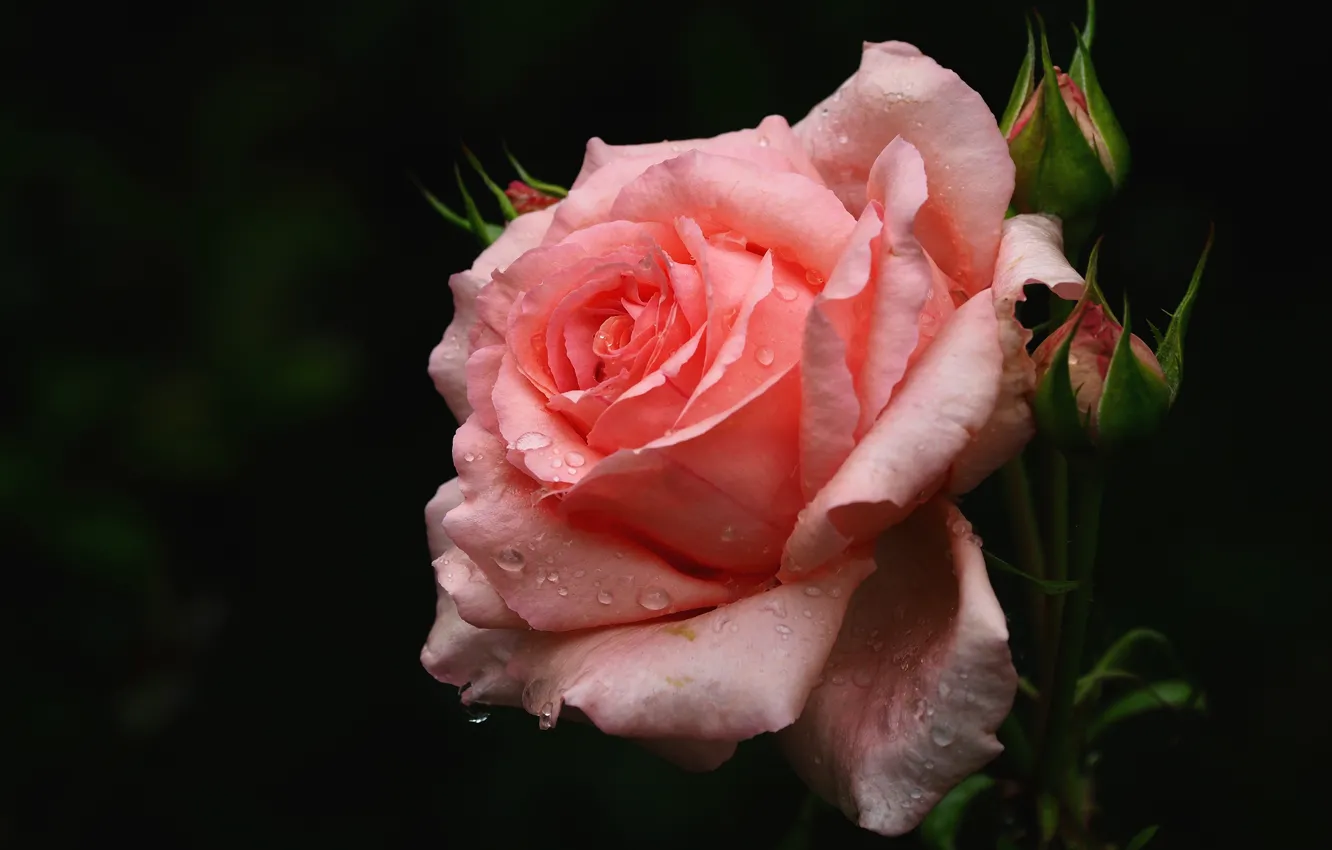 Фото обои цветок, капли, темный фон, розовая, роза, бутоны, одна