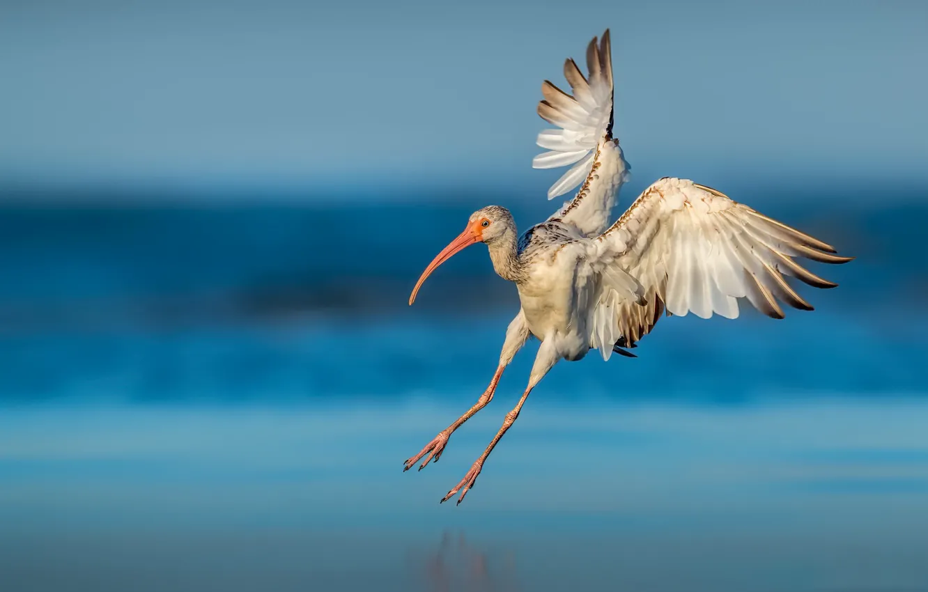Фото обои природа, птица, Young American white ibis