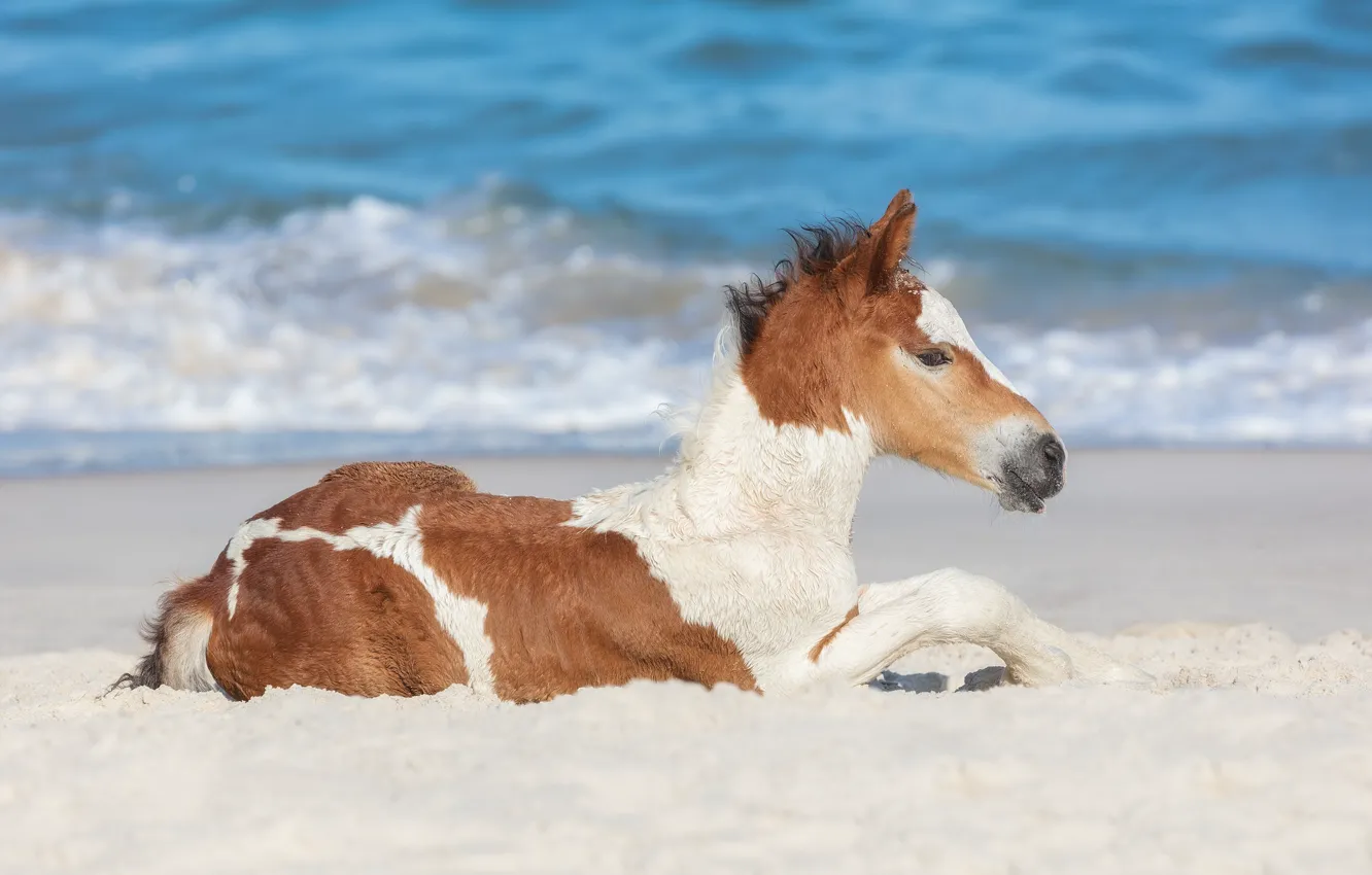 Фото обои песок, океан, лошадка, жеребёнок