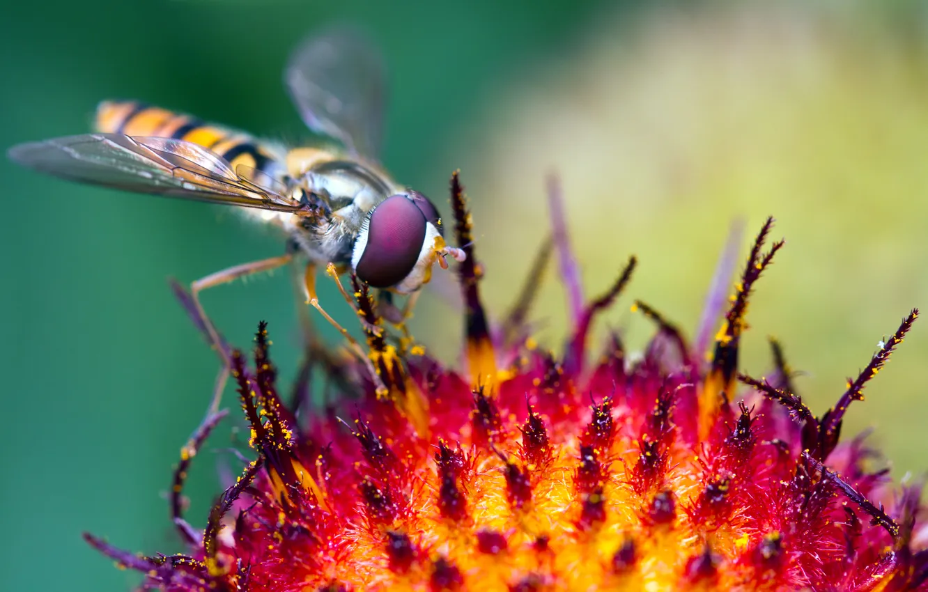 Фото обои цветок, насекомое, macro, журчалка, hoverfly