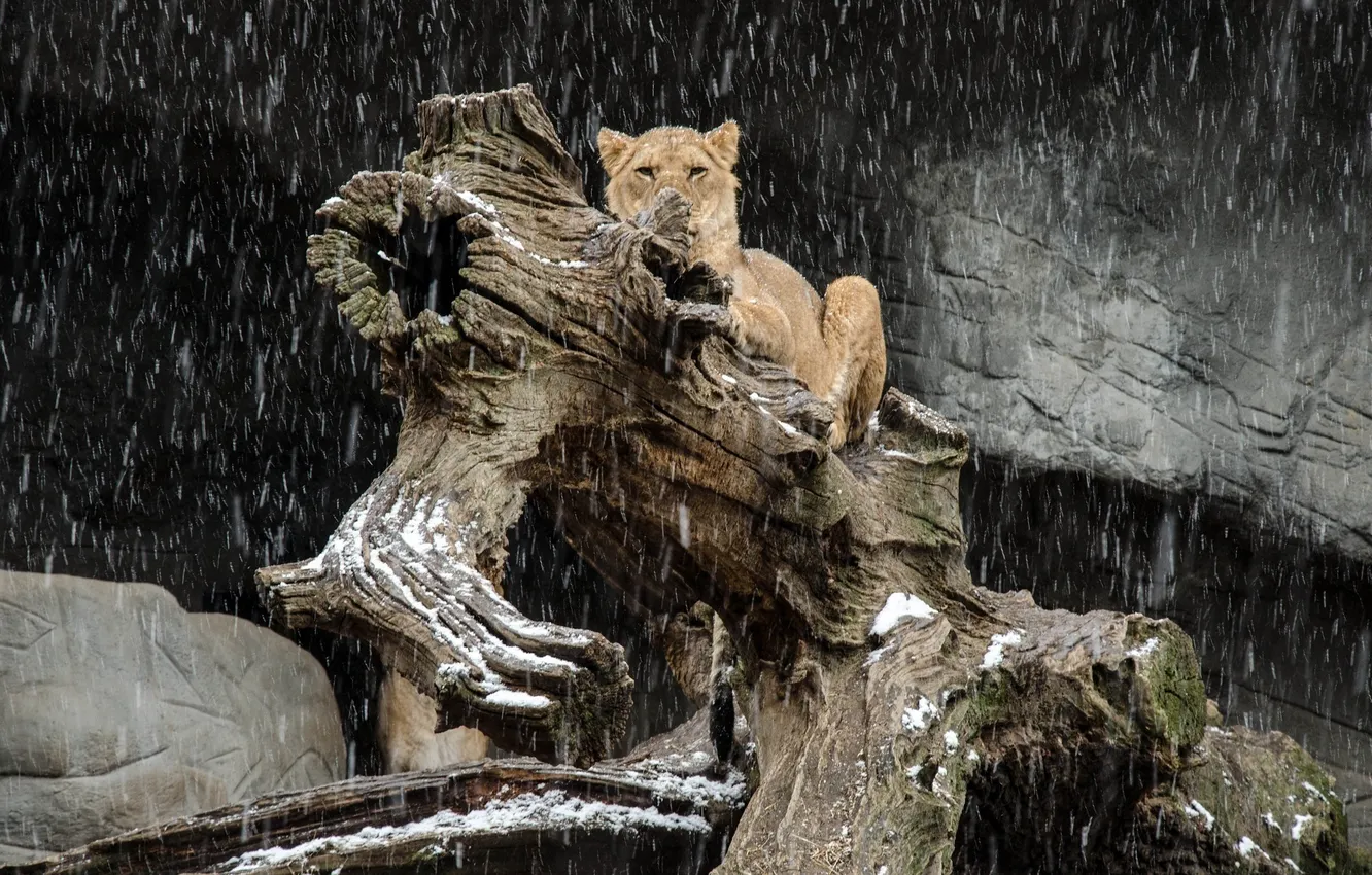 Фото обои морда, хищник, лев, бревно, львица, дикая кошка, снегопад
