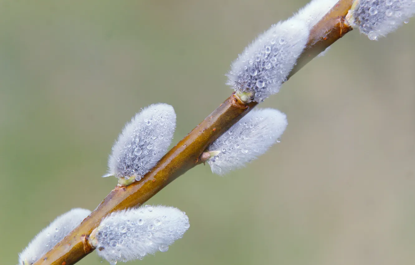 Фото обои spring, twig, base kitten