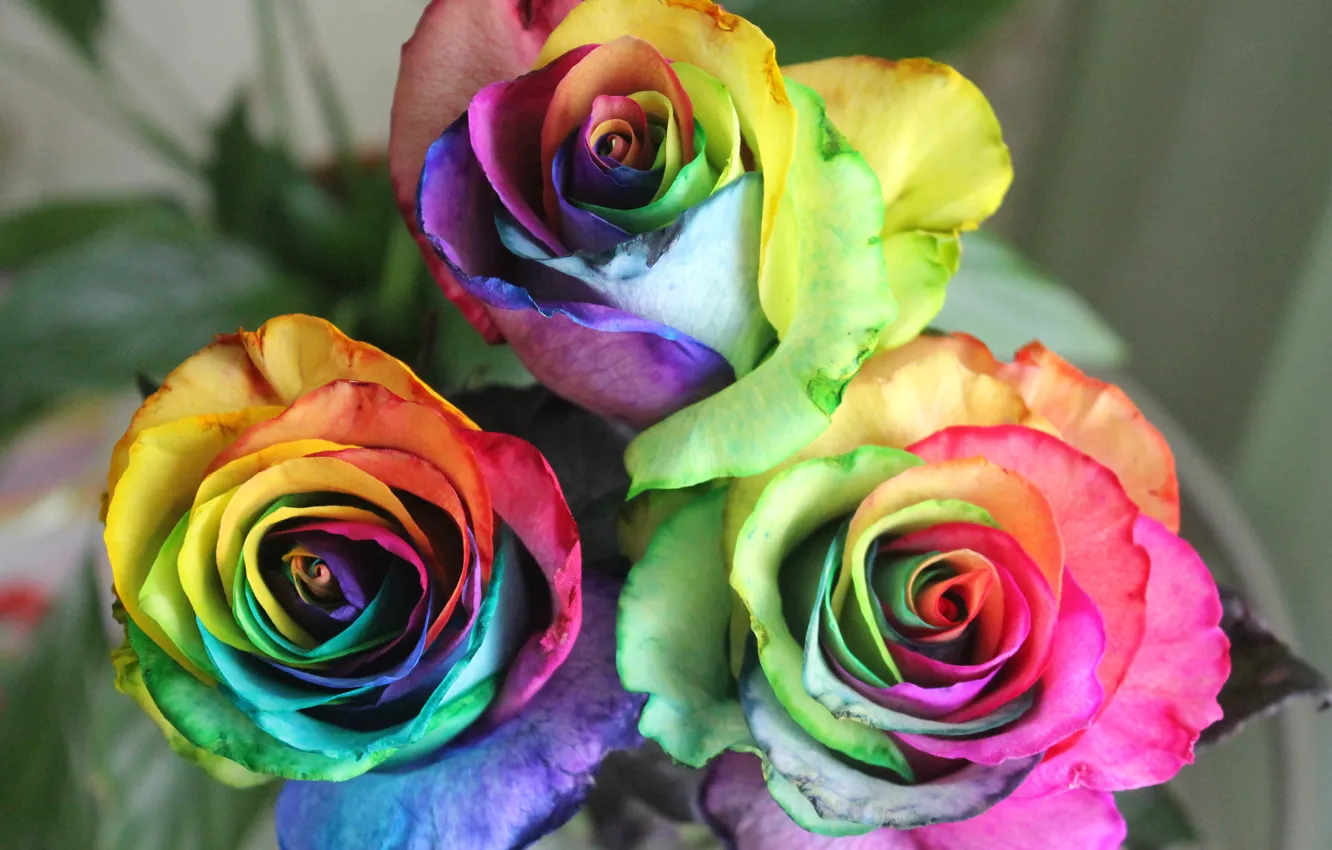 Фото обои цветы, настроение, розы, радуга, день, зеленое