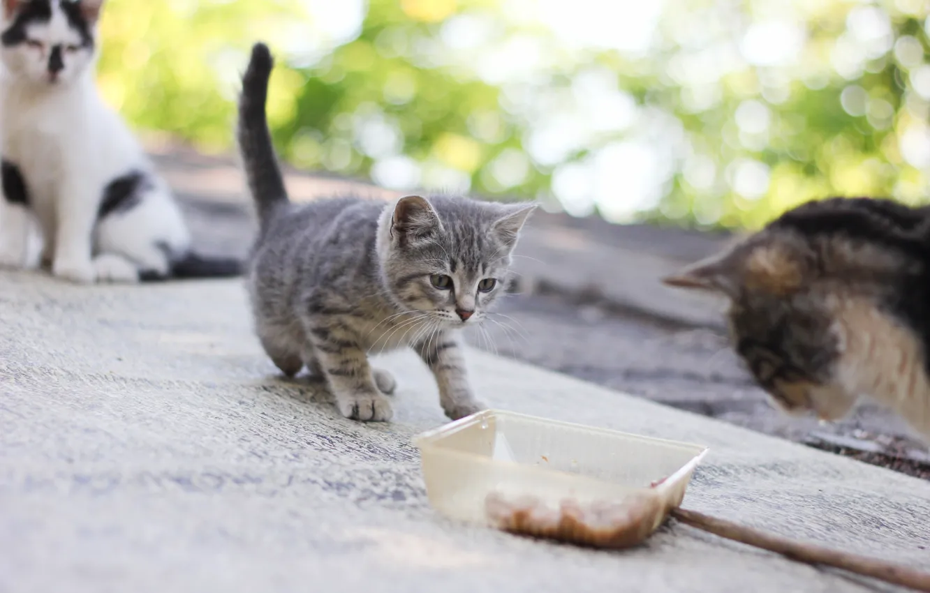 Фото обои кошка, кошки, природа, коты, еда, Кот