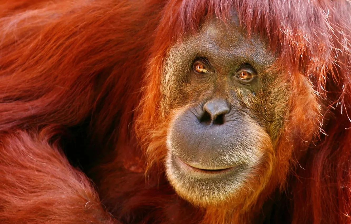 Фото обои hair, wildlife, nose