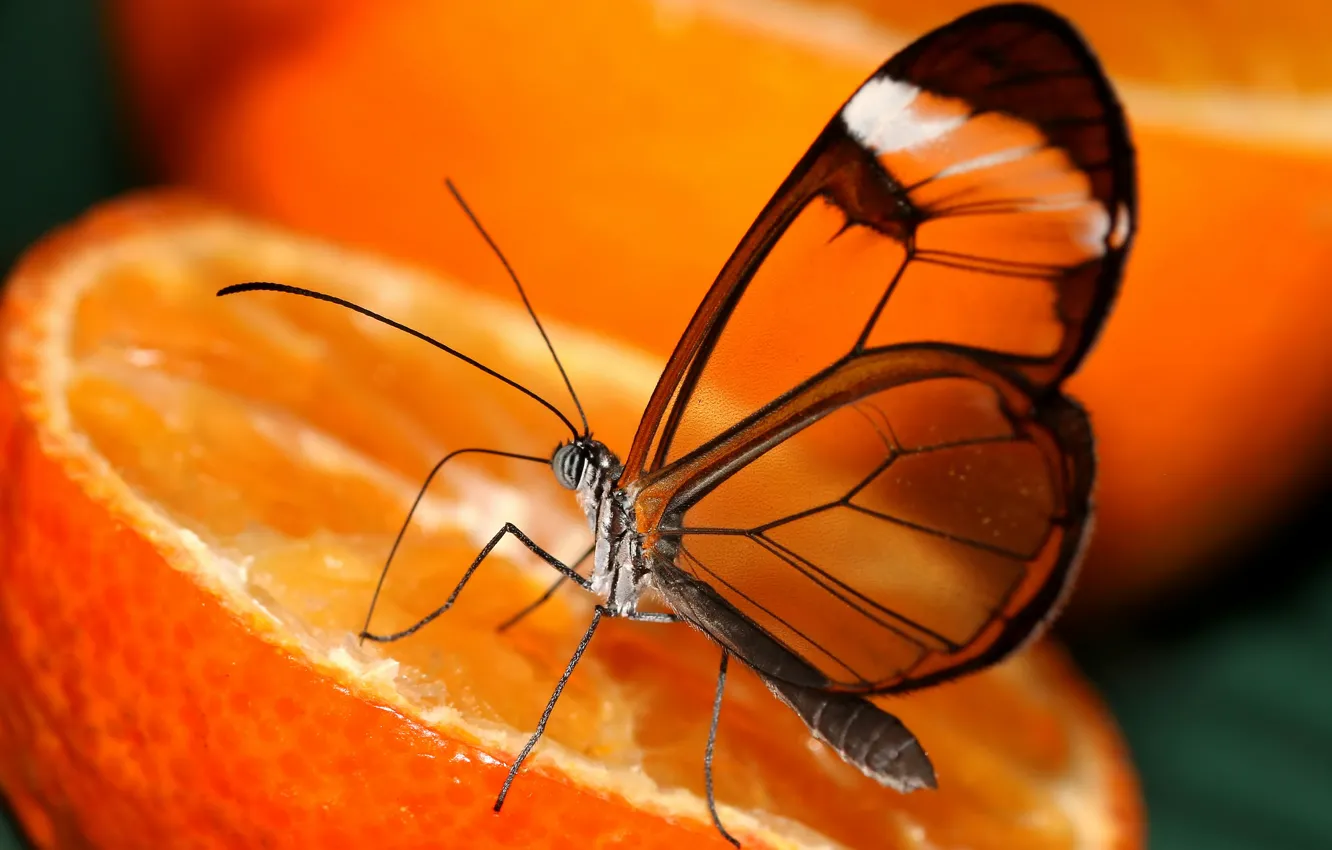 Фото обои прозрачность, оранжевый, бабочка, апельсин, крылья