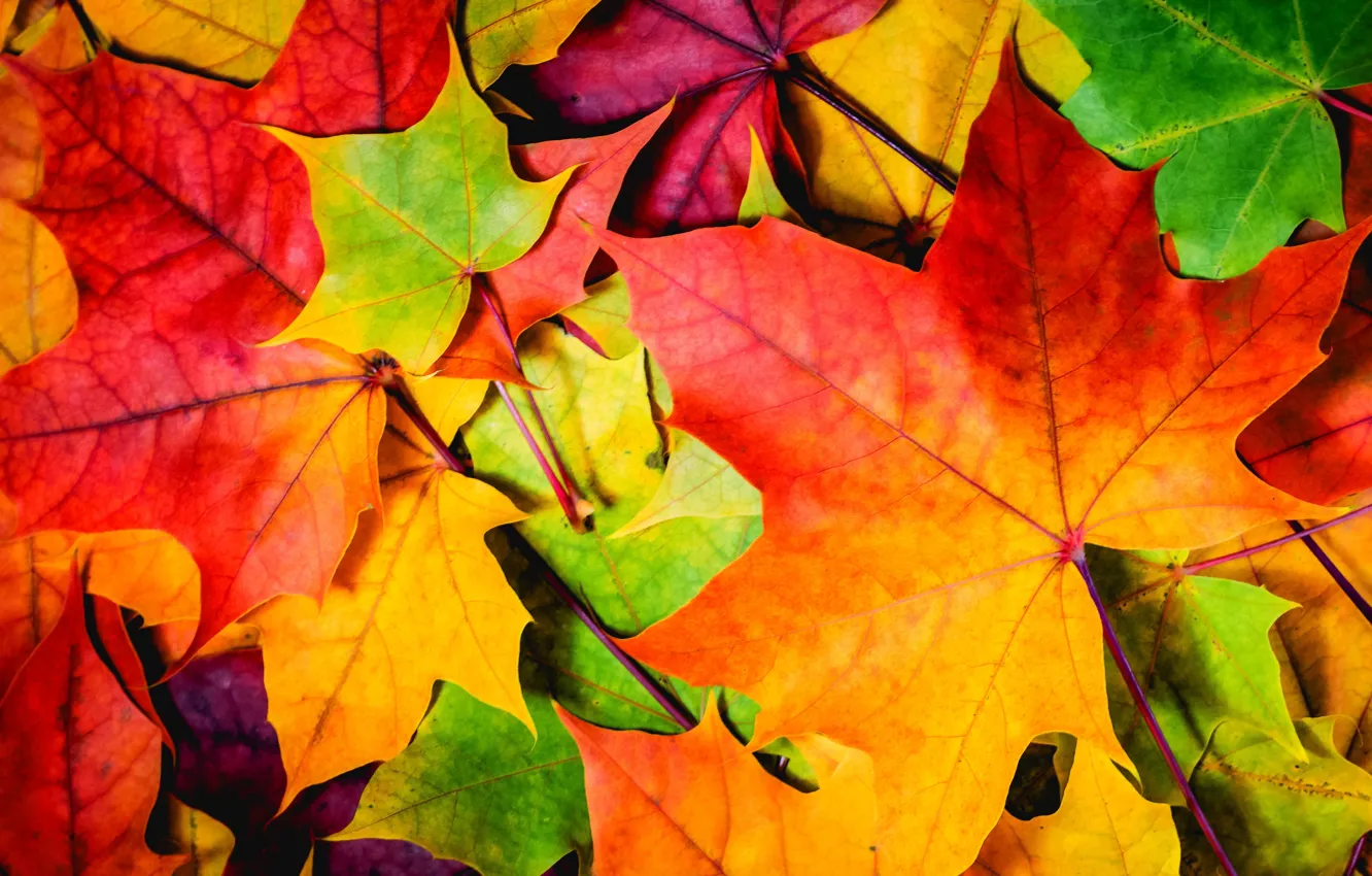 Фото обои осень, листья, природа, nature, autumn, leaves