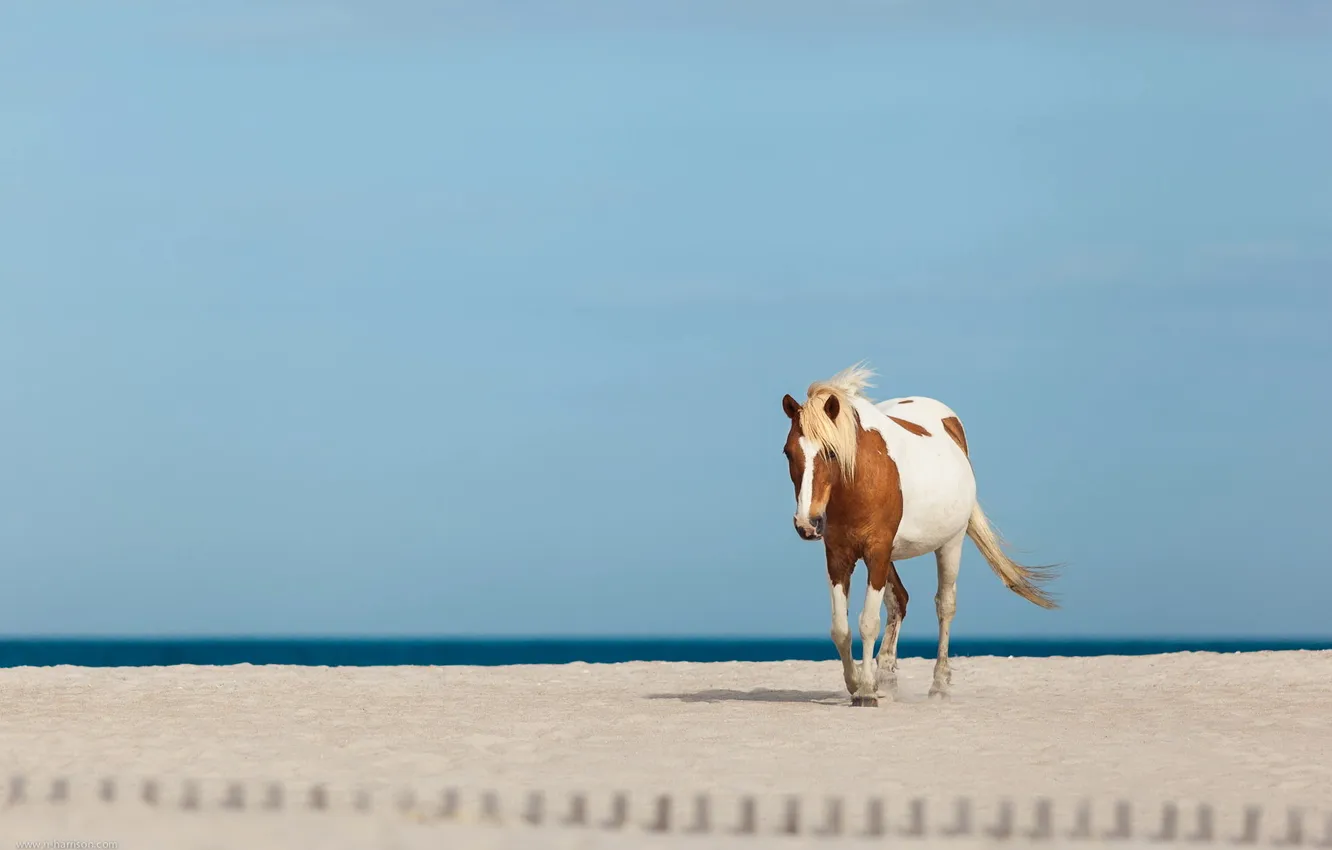 Фото обои песок, море, пейзаж, конь