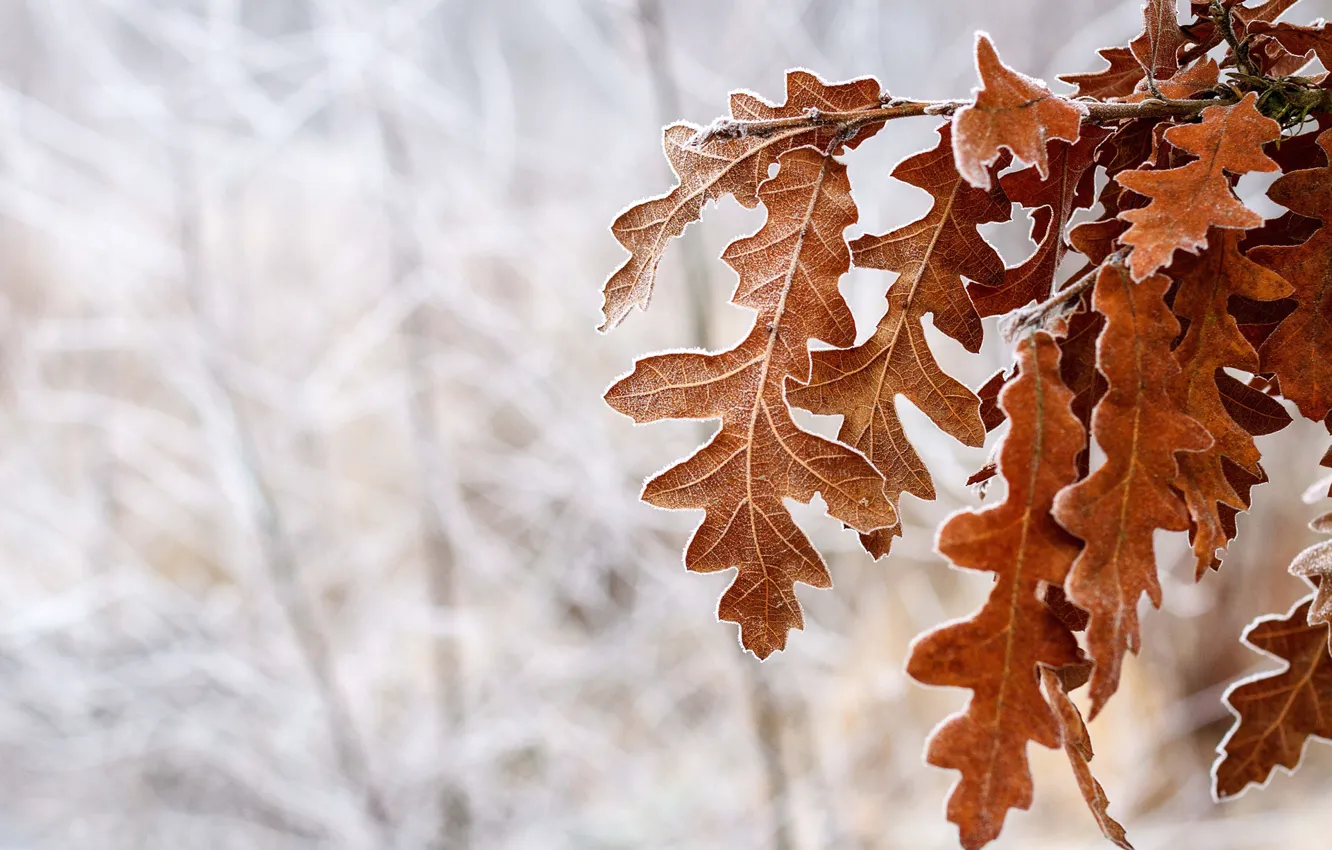 Фото обои холод, зима, иней, снег, Дерево, коричневые, листики, время года