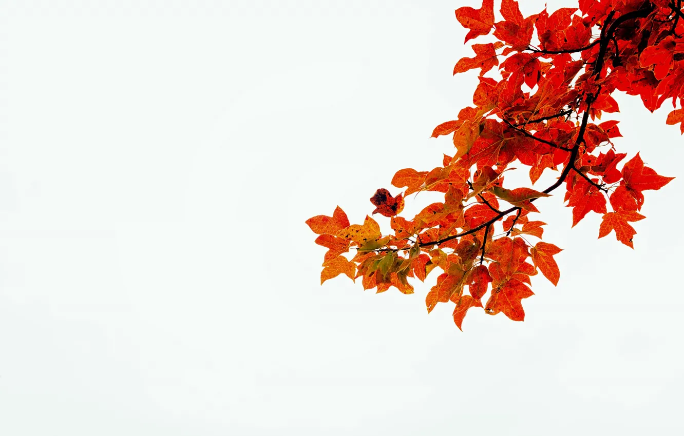 Фото обои осень, белый, листья, стебли, ветка, красные листья