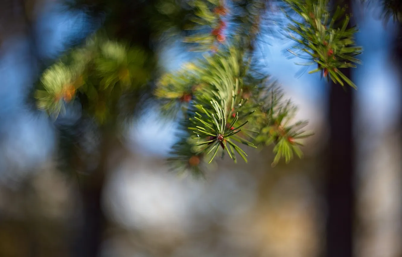 Фото обои фон, ель, хвоя