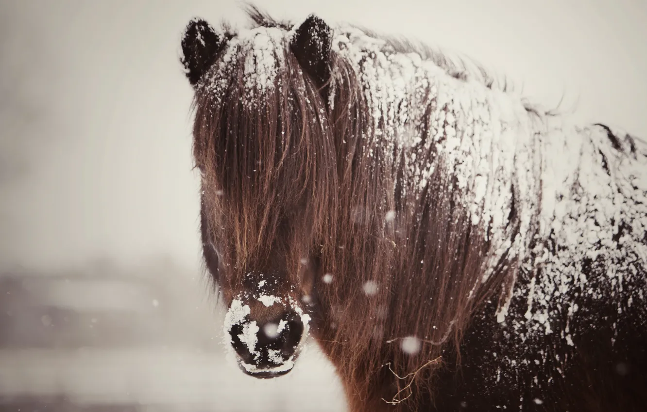 Фото обои снег, конь, лошадь, грива