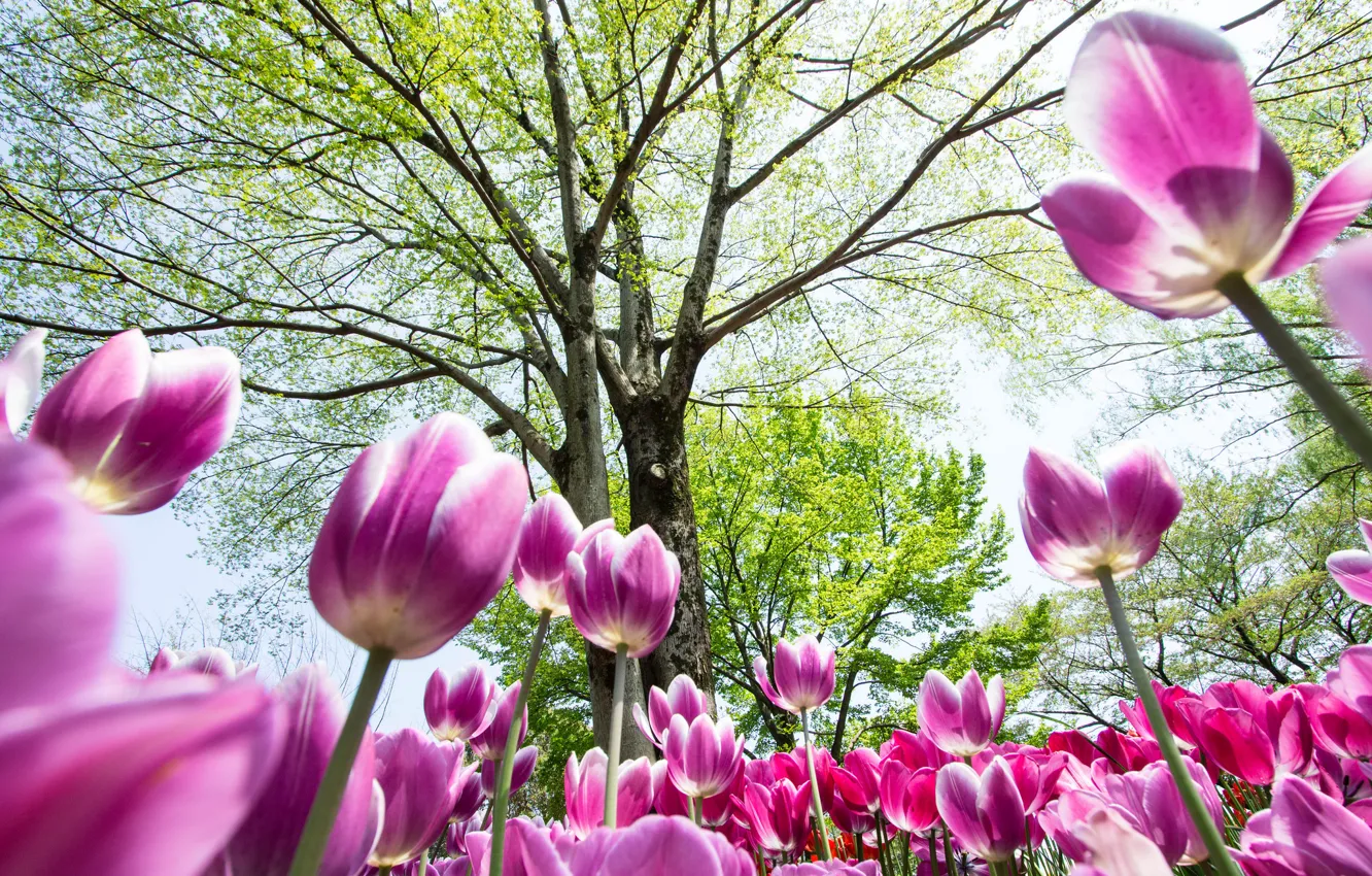 Фото обои небо, деревья, цветы, весна, тюльпаны
