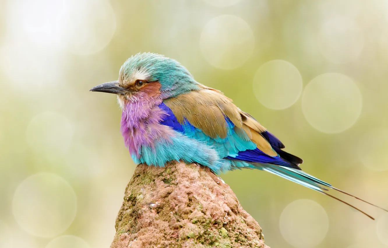 Фото обои природа, птица, цвет, сиреневогрудая сизоворонка