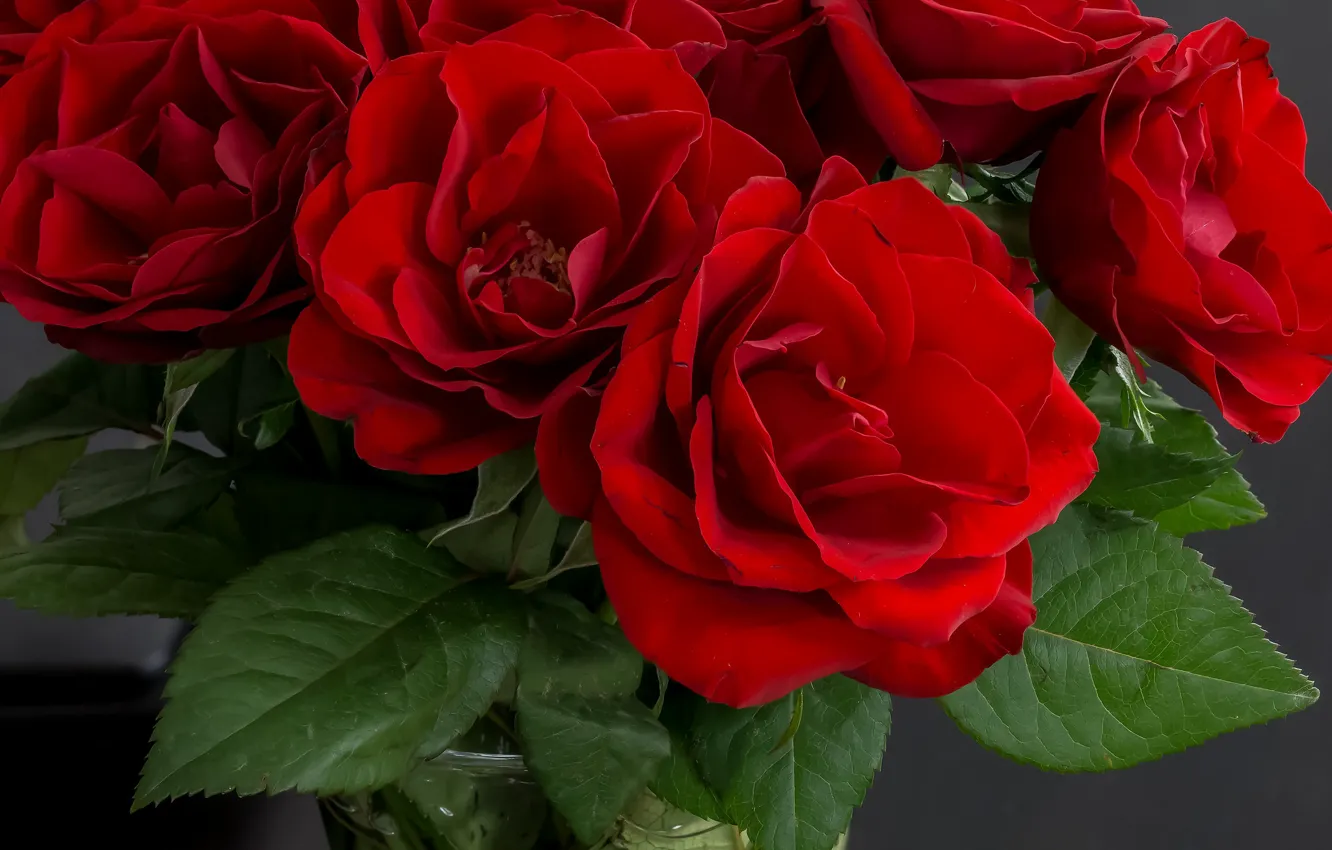 Фото обои розы, букет, красные, ваза