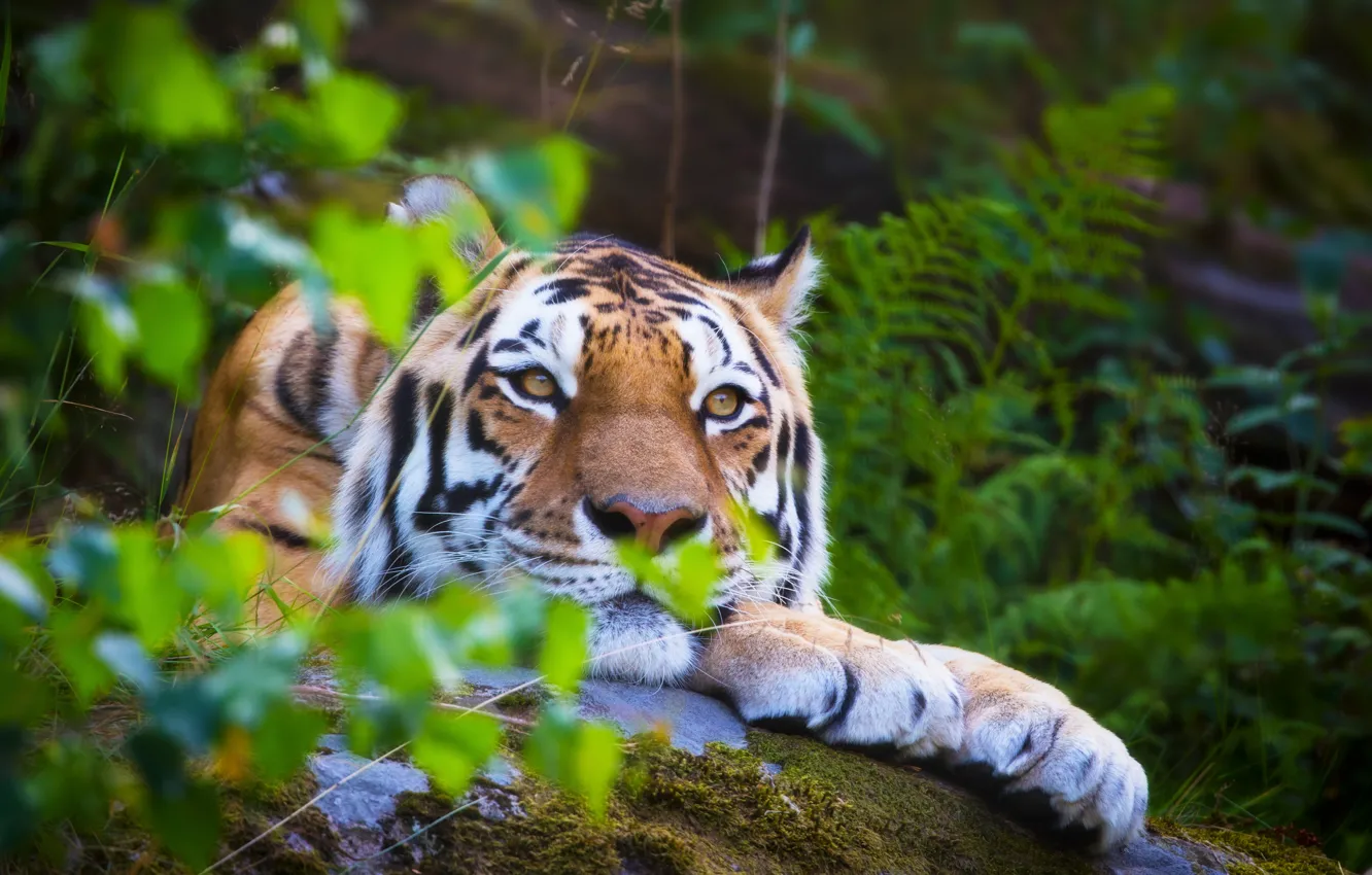 Фото обои лес, лето, тигр, отдых, размытость, лежит, дикая кошка, animals