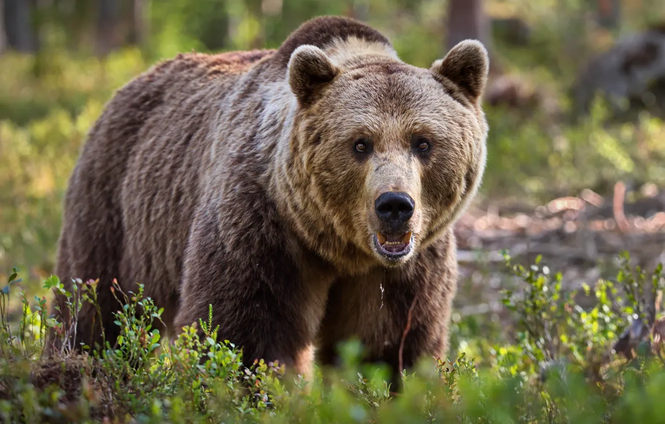 Фото обои лето, природа, животное, хищник, медведь, бурый, Александр Перов