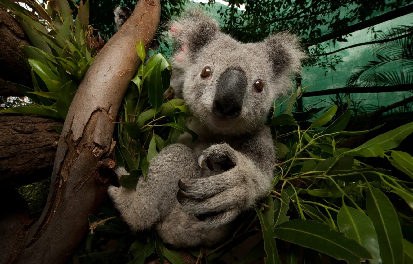 Фото обои Австралия, Australia, Коала, Koalas, Koala, Австралийский зоопарк Брисбена, Wildlife Hospital, Больница дикой природы