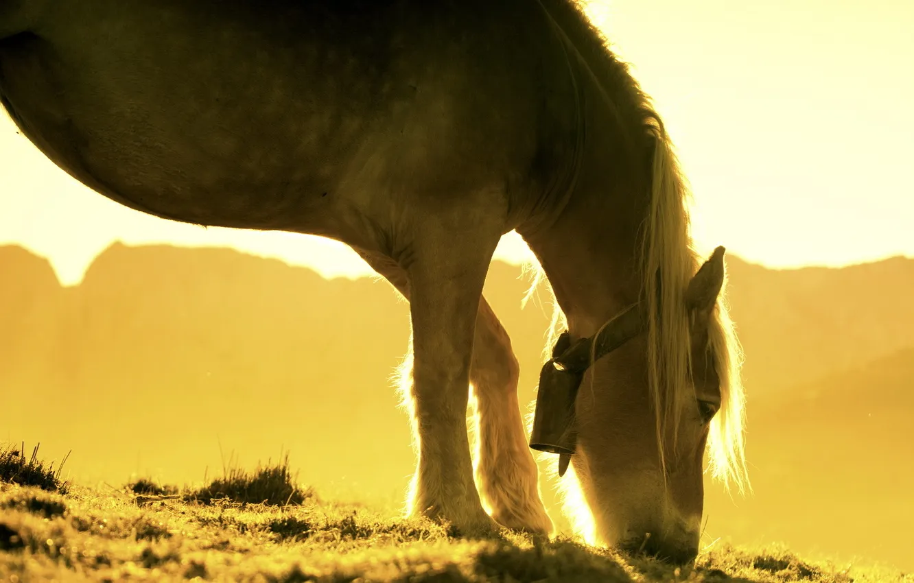 Фото обои свет, природа, конь