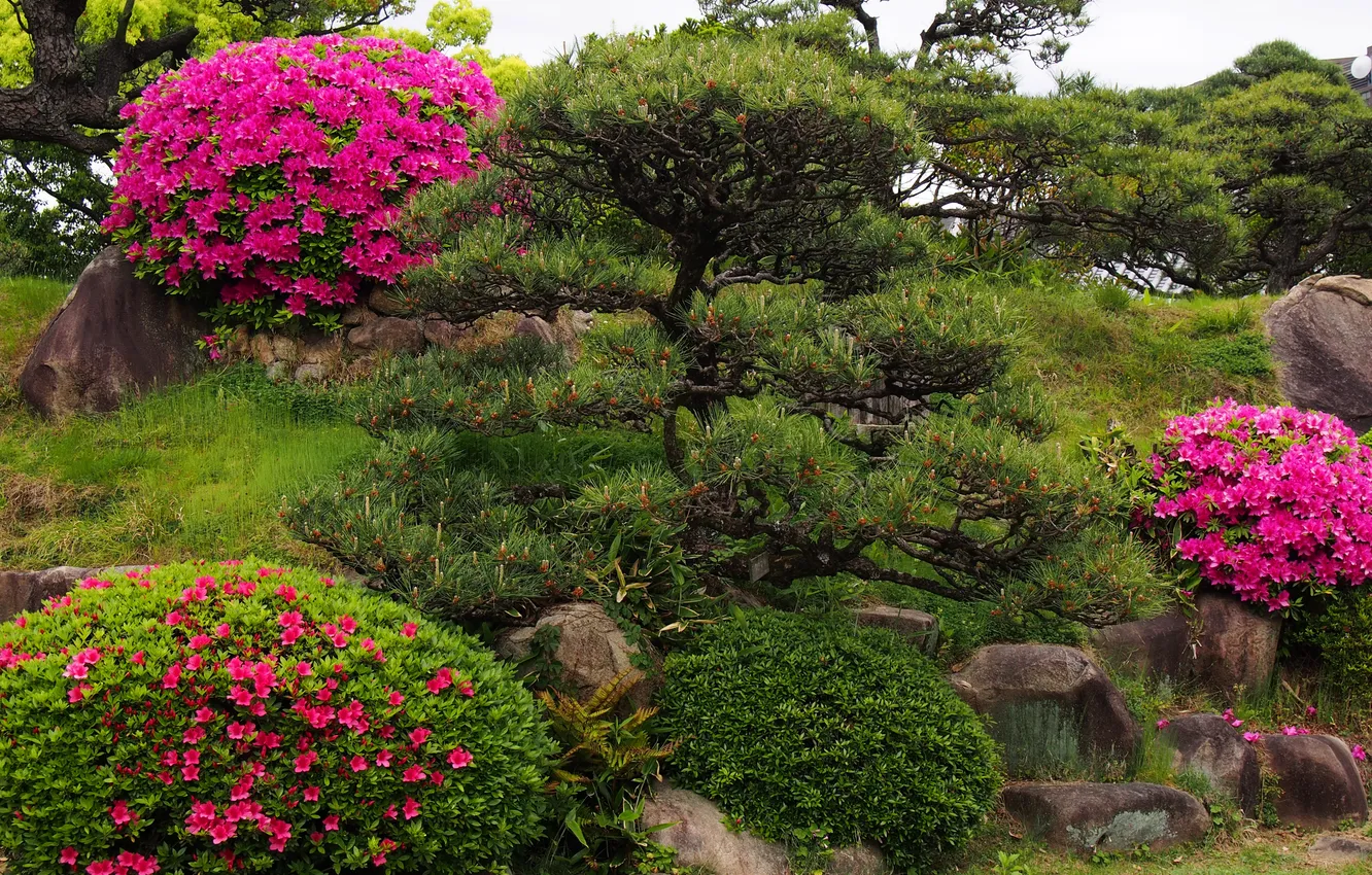 Фото обои цветы, парк, камни, сад, кусты, рододендрон