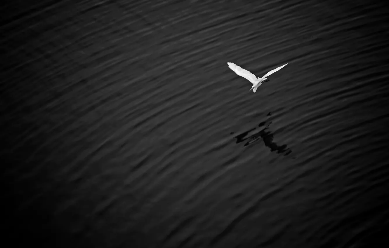 Фото обои полет, озеро, крылья, тень, большая белая цапля