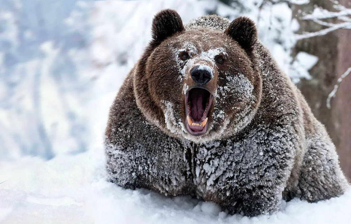 Фото обои animals, winter, snow, bears, animal themes, cold temperature, ..brown bear