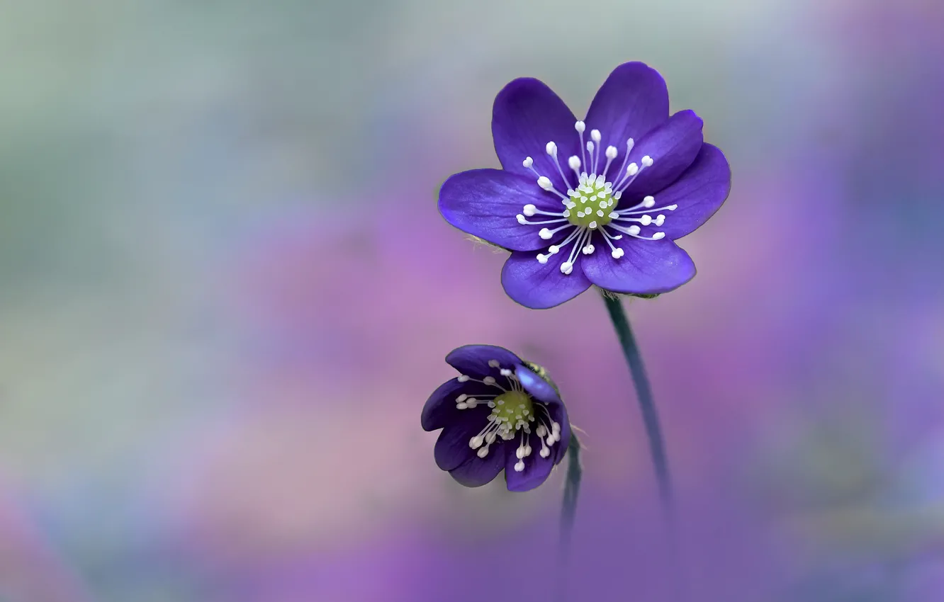 Фото обои цветок, природа, Hepatica Nobilis