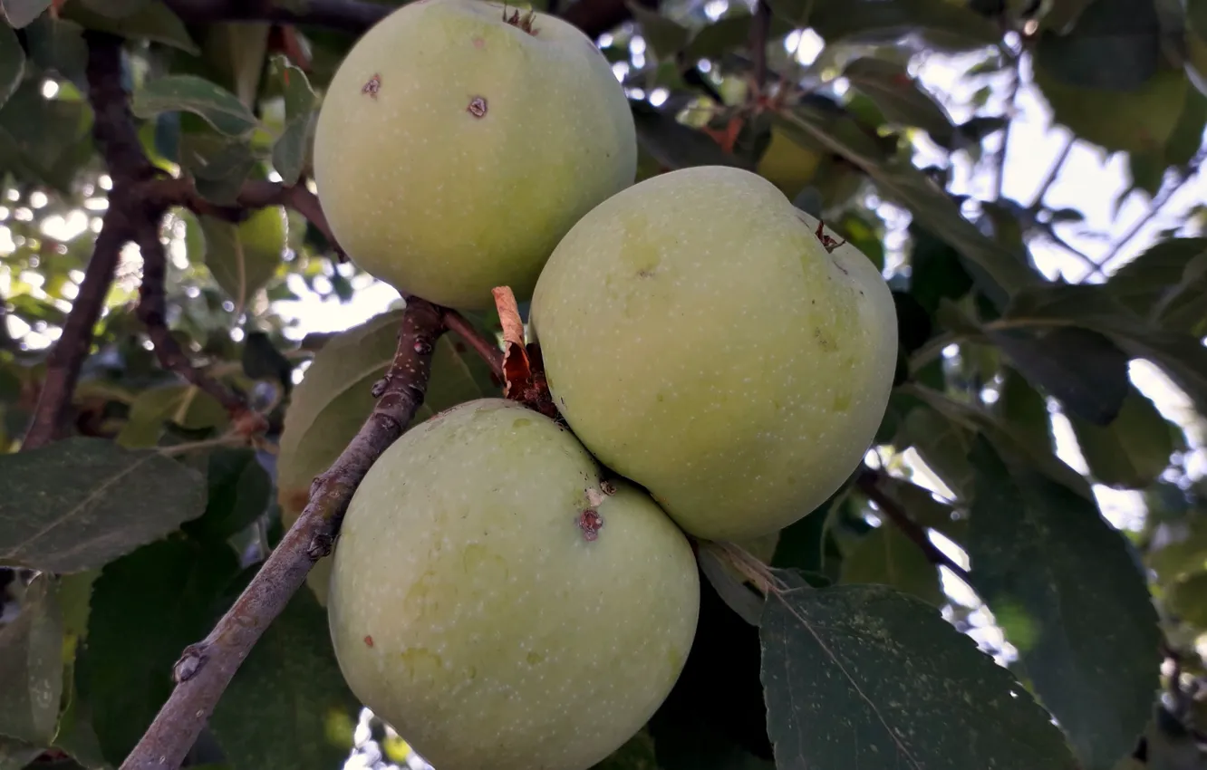 Фото обои осень, яблоки, урожай