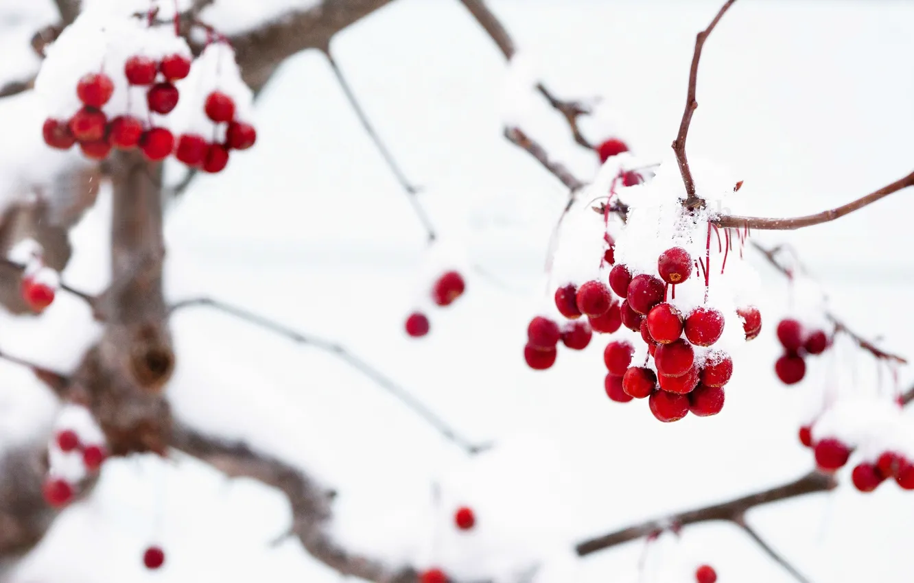 Фото обои зима, макро, снег, ветки, красный, ягоды, фон, дерево