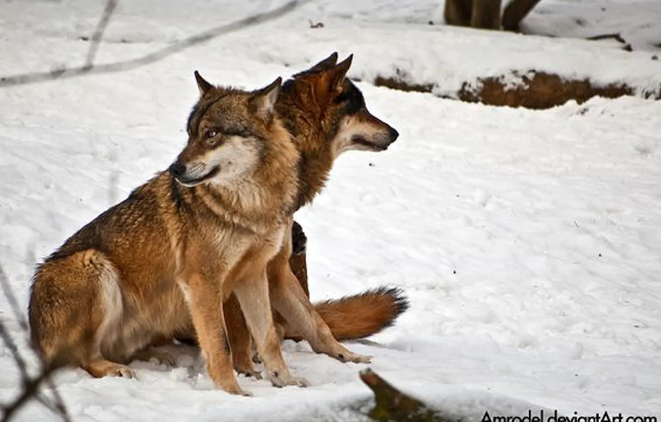 Фото обои nature, predator, animal, wolf, wildlife, portrait, portrait., Canis lupus. face