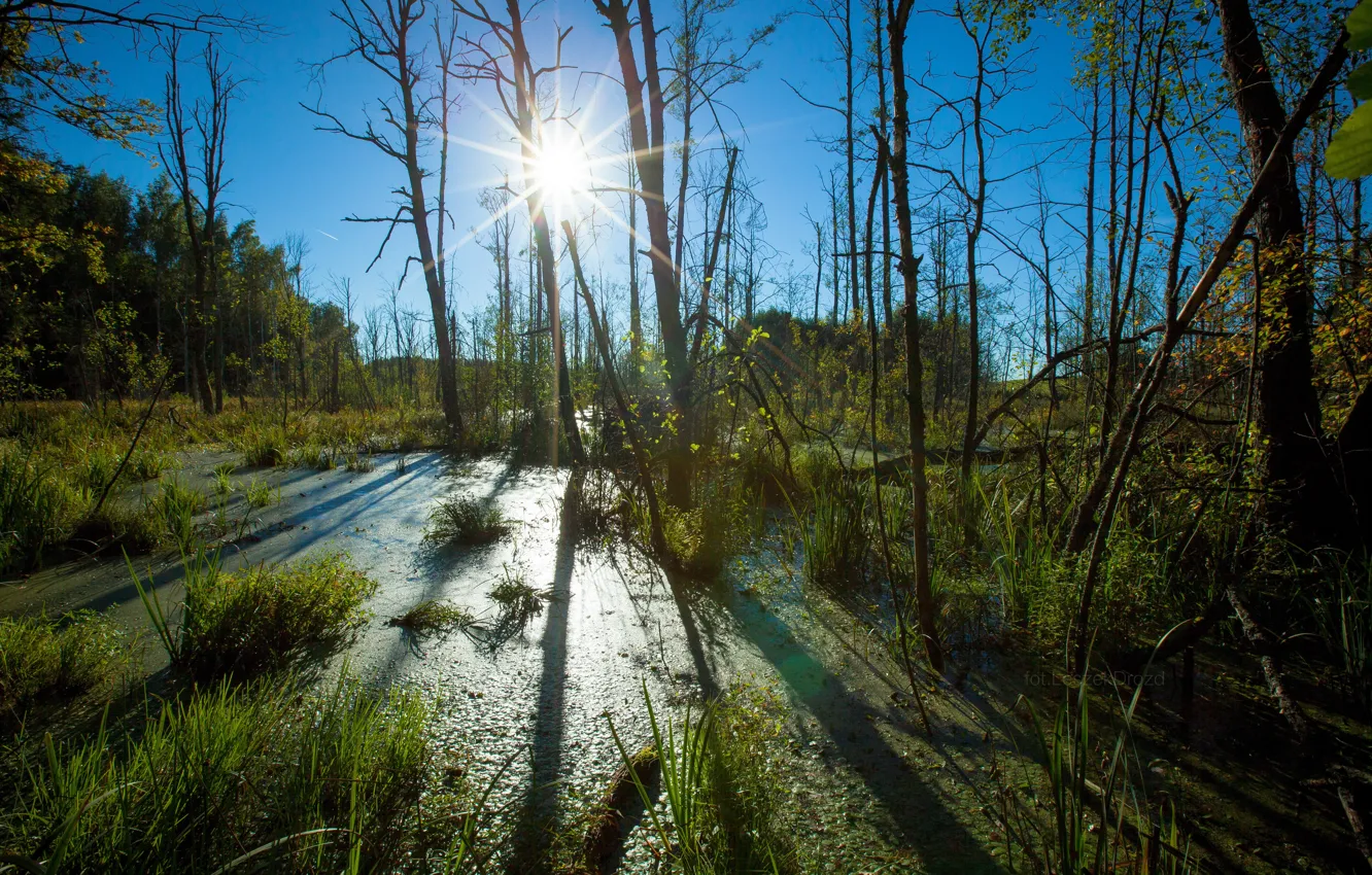 Фото обои forest, nature, tree, sun, woods, marsh, swamp