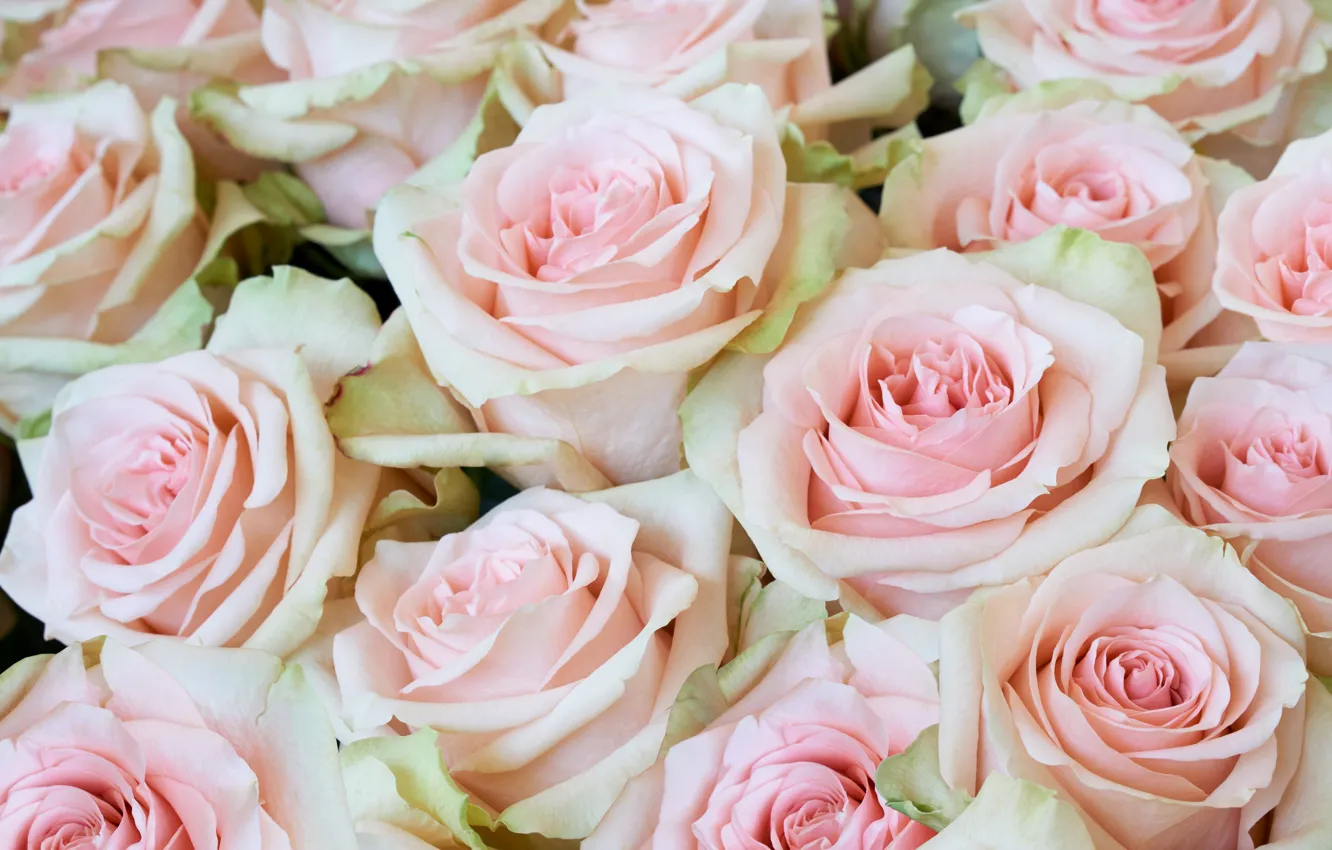 Фото обои розы, нежные, красивые, pink, beautiful, lovely, roses
