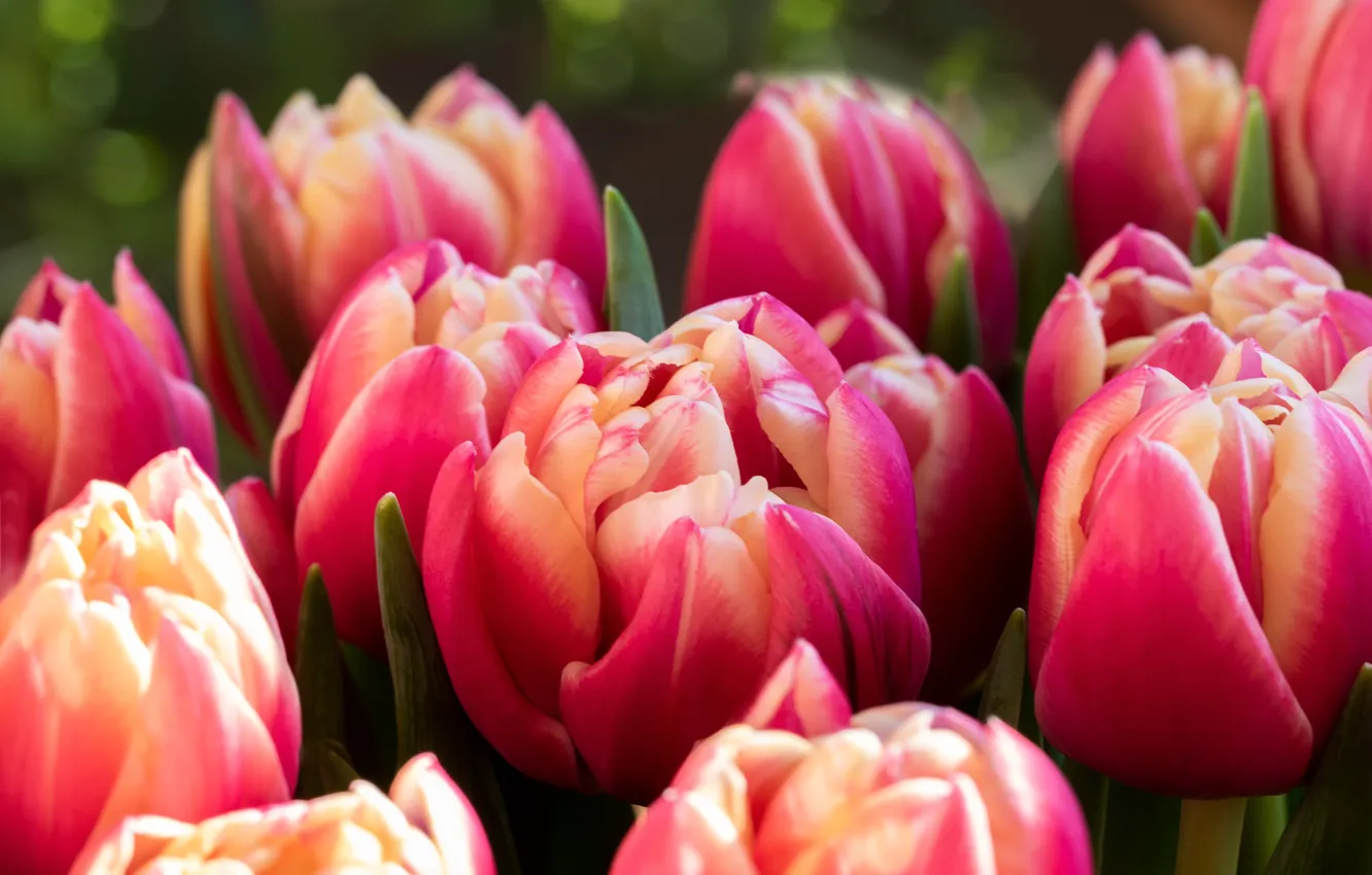 Фото обои макро, яркие, букет, тюльпаны, красные, розовые, бутоны, боке