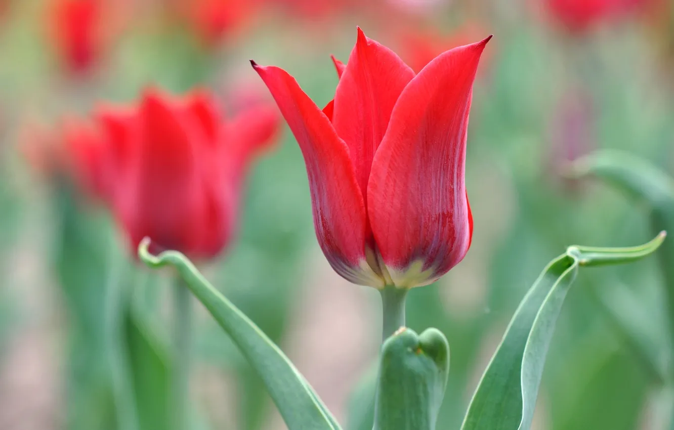 Фото обои красный, тюльпан, лепестки